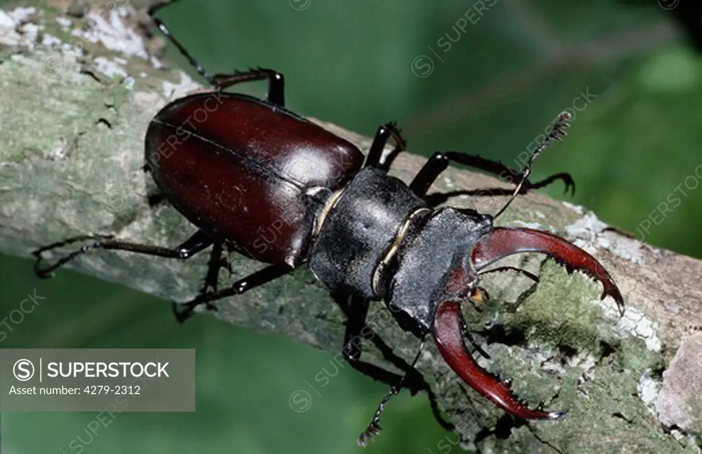 stag beetle sitting on branch, Lucanidae