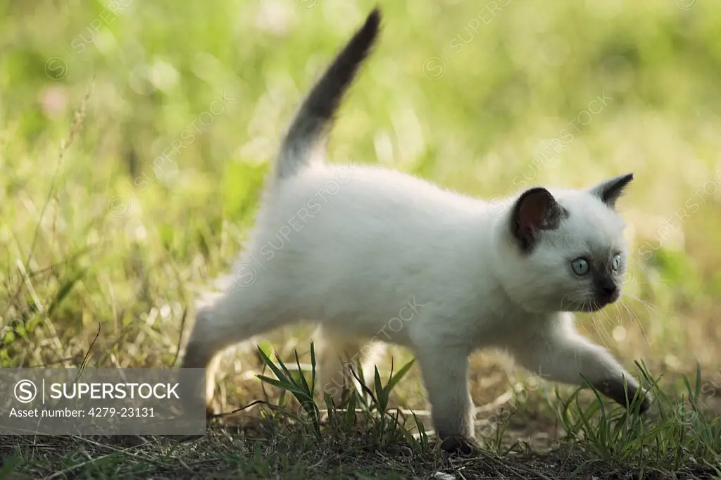 British Shorhair kitten - walking on meadow
