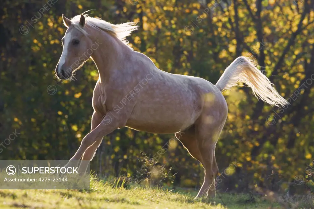 Anglo-Arabian horse on meadow - sunset