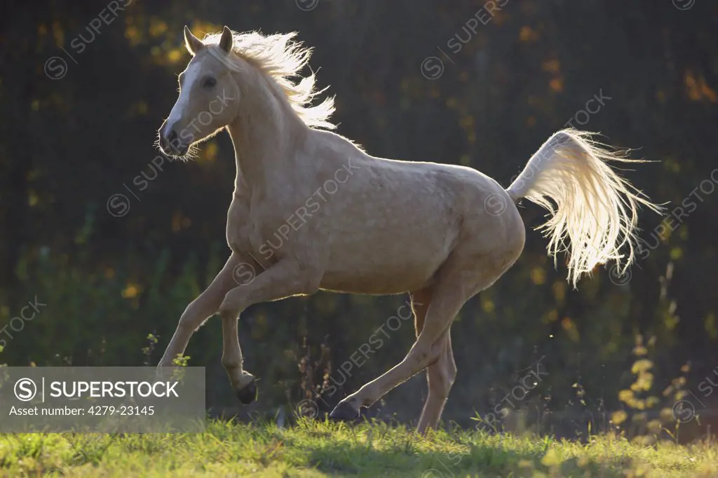 Anglo-Arabian horse on meadow - sunset