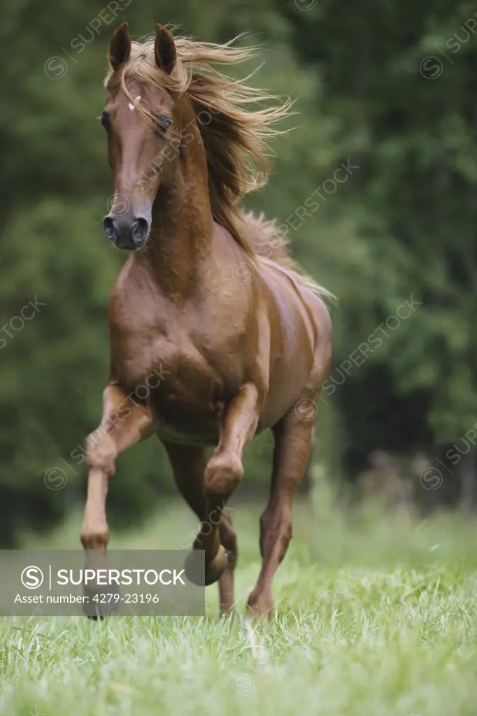 American Saddlebred - galloping on meadow