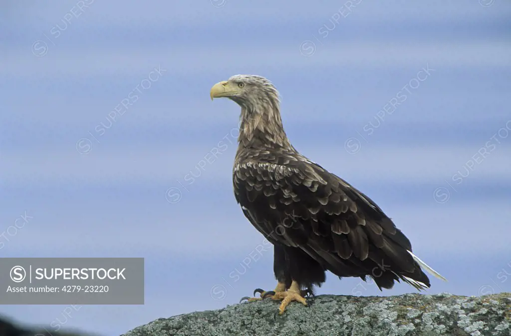 White-tailed Eagle - standing on rock, Haliaeetus albicilla