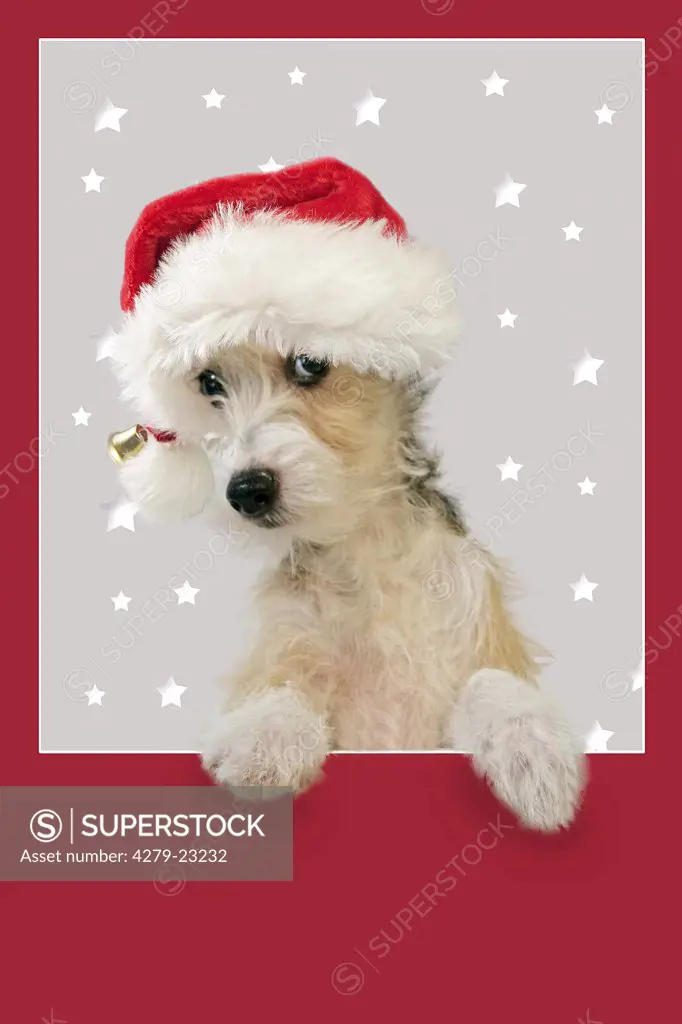christmas : young Foxterrier with Santa Claus cap