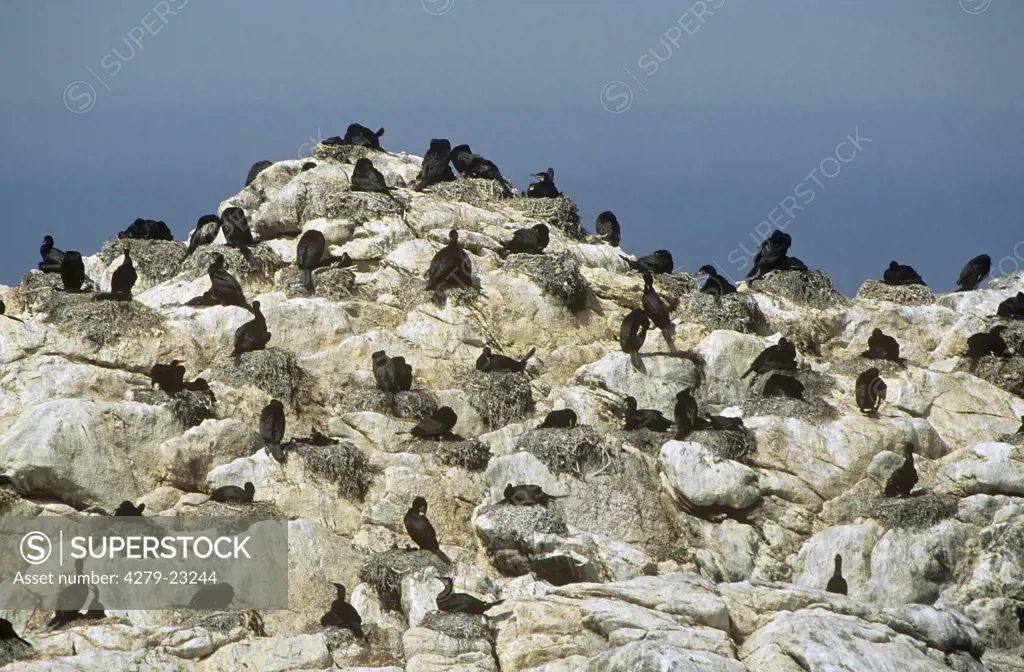 colony of cormorants on rock, Phalacrocorax carbo