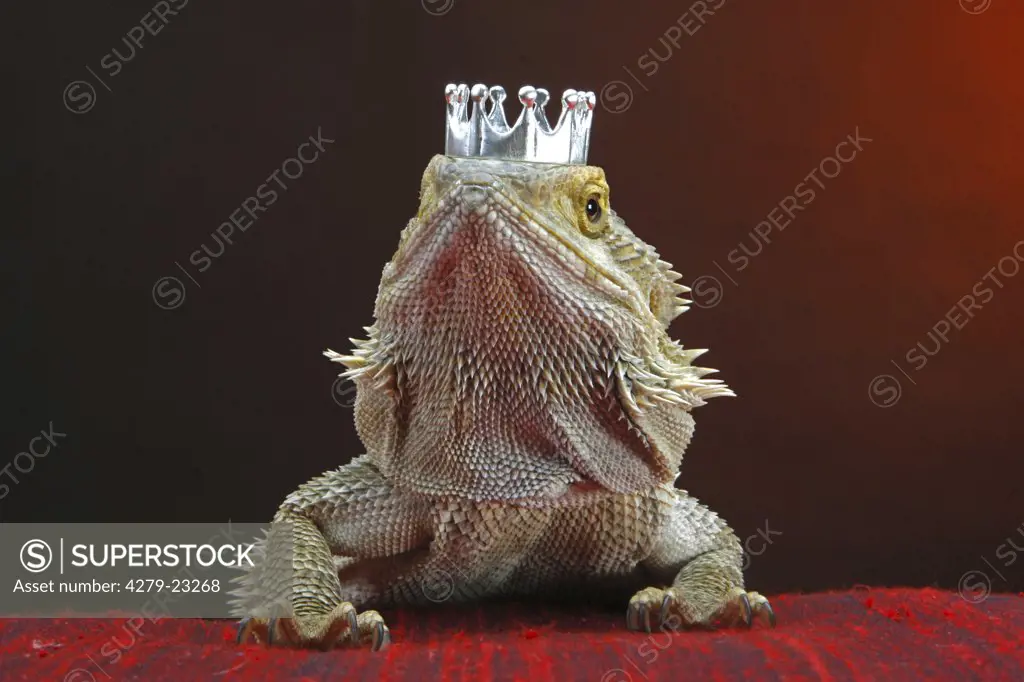 Central Bearded Dragon with crown