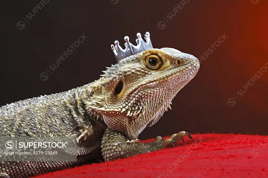 Central Bearded Dragon with crown