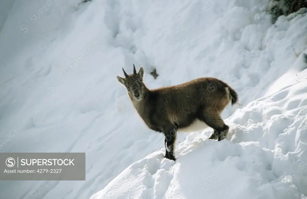 capra ibex, alpine ibex