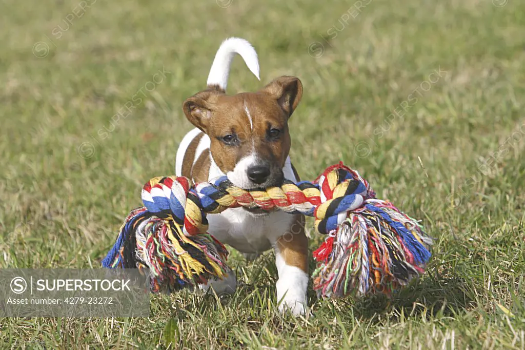 Jack Russell Terrier puppy with toy