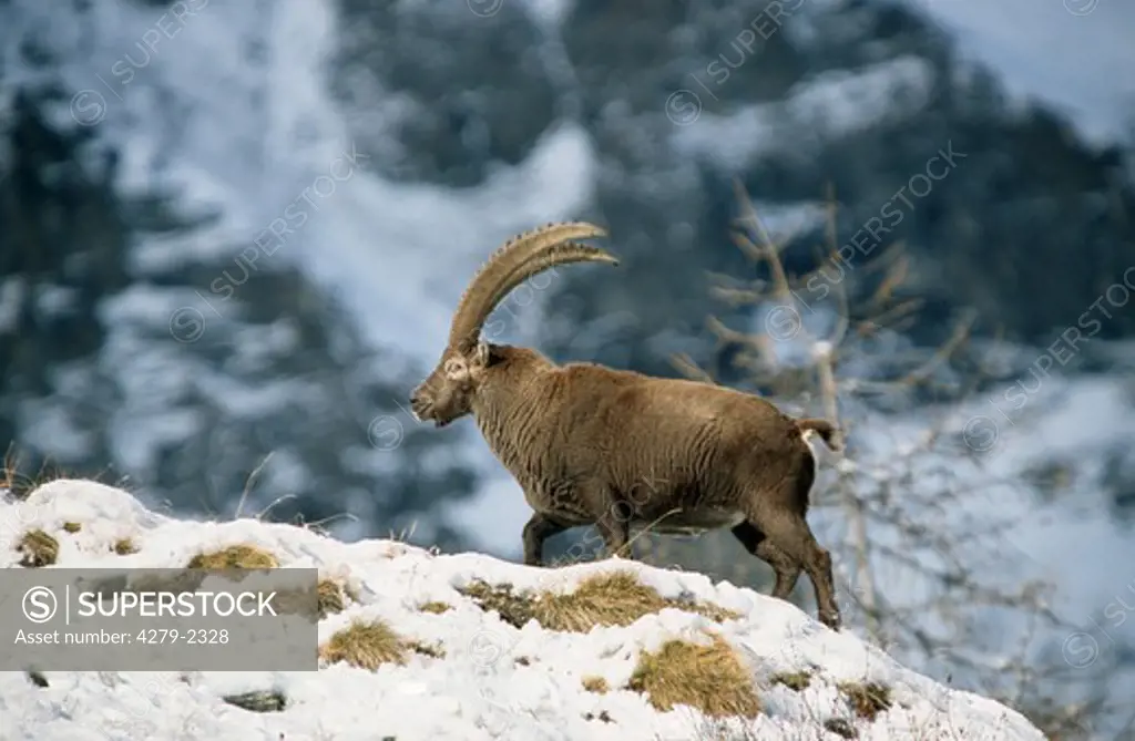 carpa ibex, alpine ibex