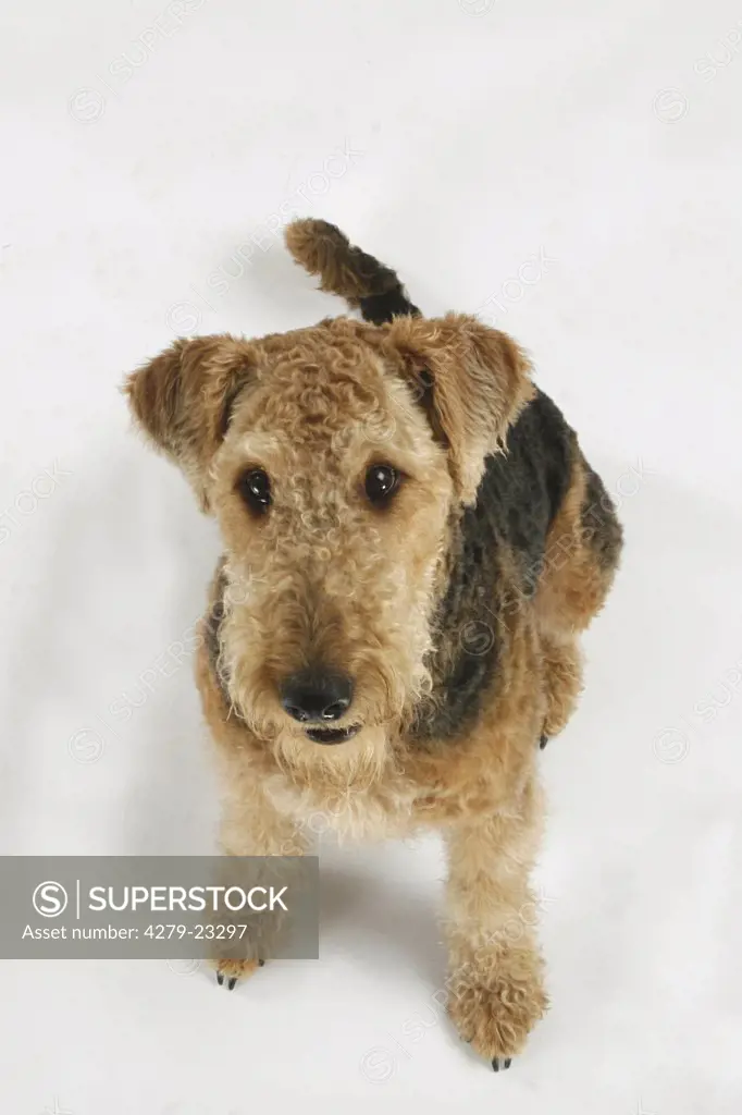 Airedale Terrier - sitting - cut out