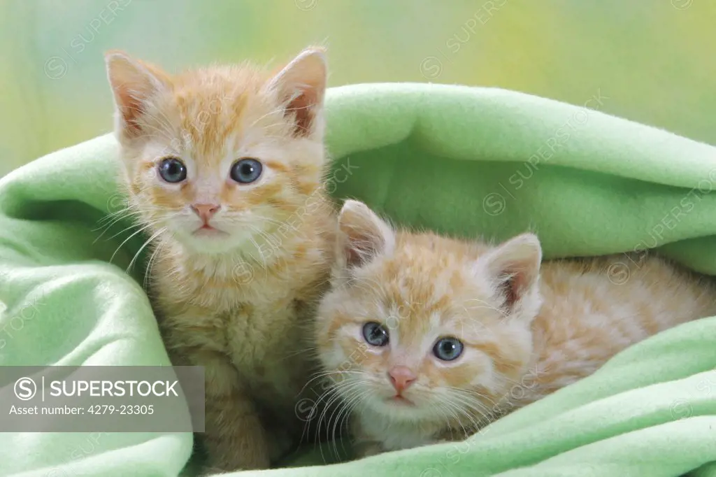 two kittens - lying under blanket