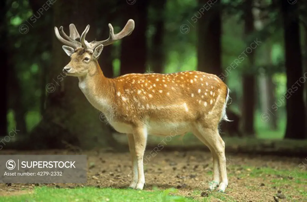 fallow deer with antler velvet - standing, dama dama