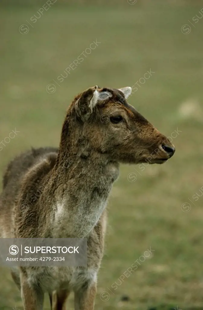 cervus dama, fallow deer