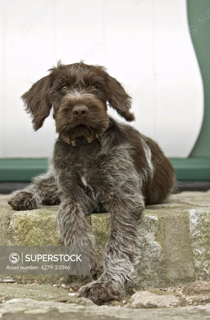 Wirehaired pointing Griffon puppy - lying in front of house