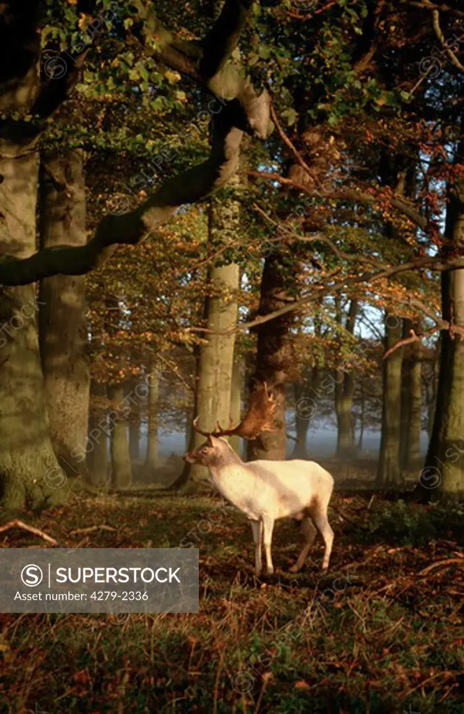 cervus dama, white fallow deer in autumn
