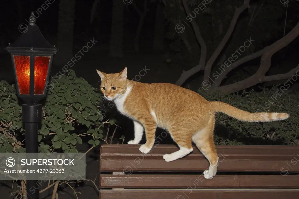 domestic cat - standing on bench