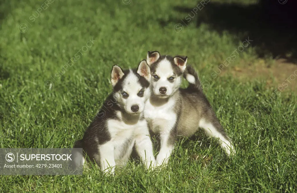 Husky - two puppies on meadow