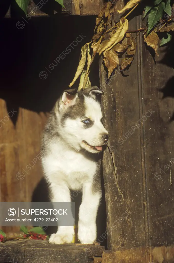 Husky - puppy - standing
