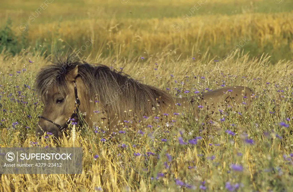 Shetland pony on meadow