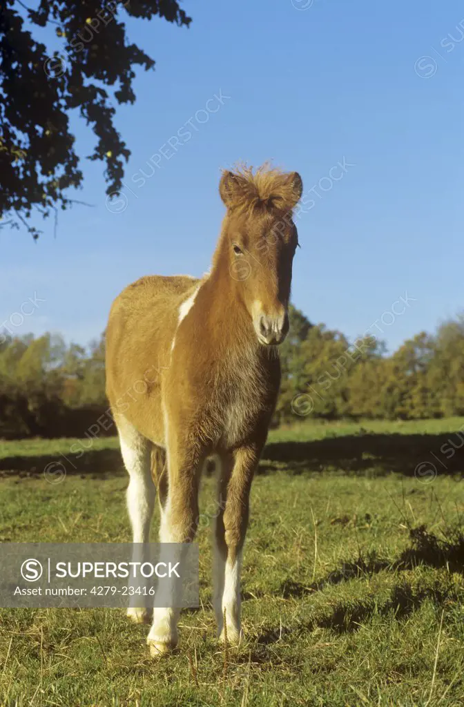 Icelandic horse - foal standing on meadow