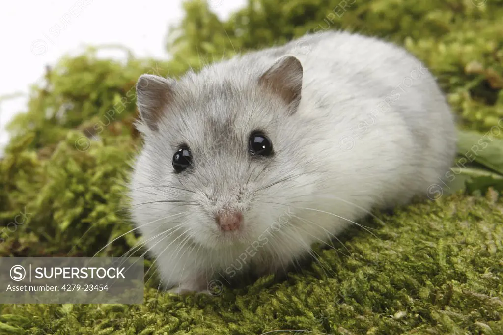 Dzhungarian Dwarf Hamster on moss