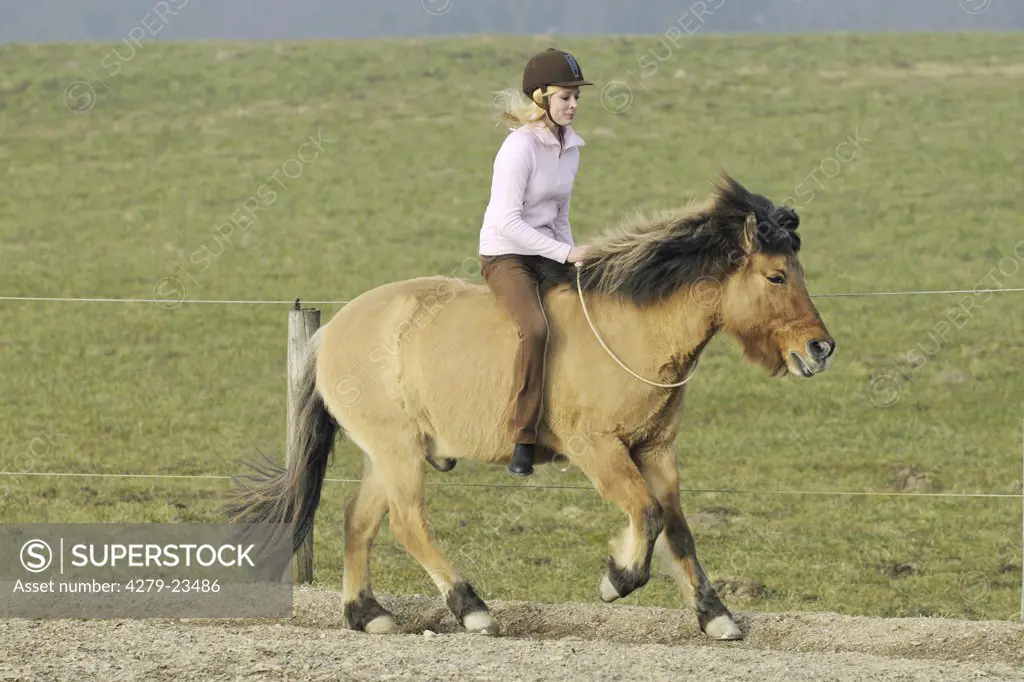 girl riding on Icelandic horse