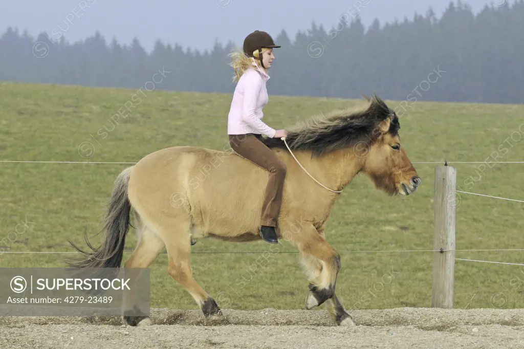 girl riding on Icelandic horse