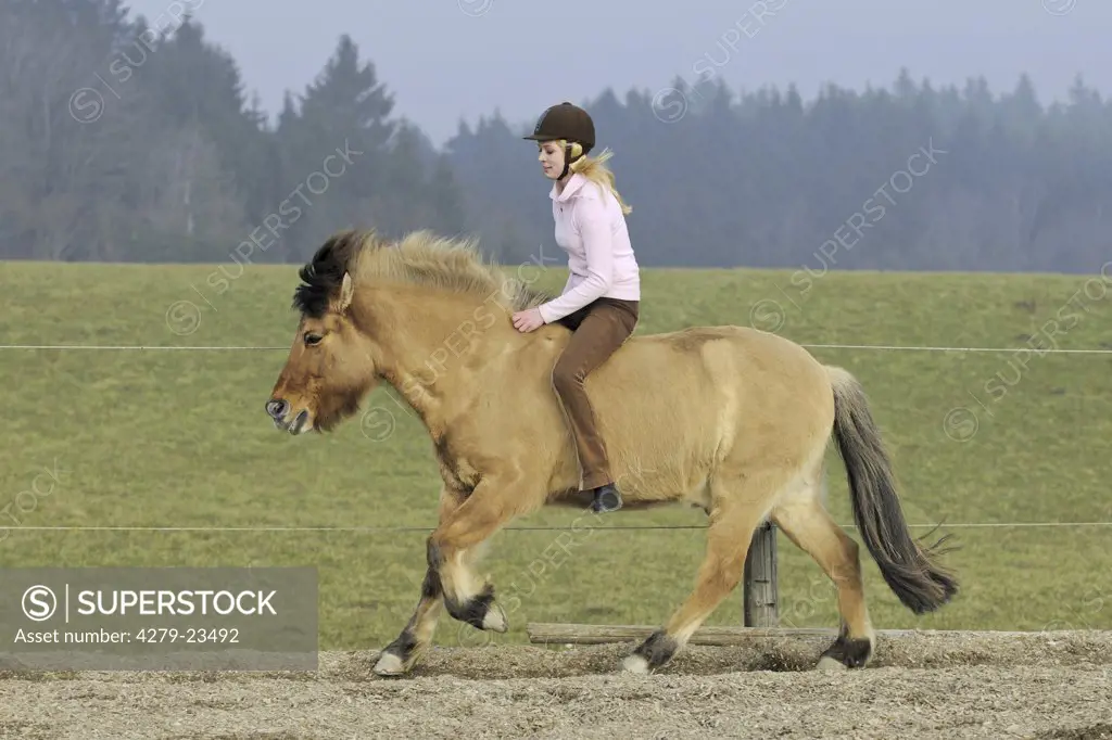 young lady rider riding on Icelandic horse