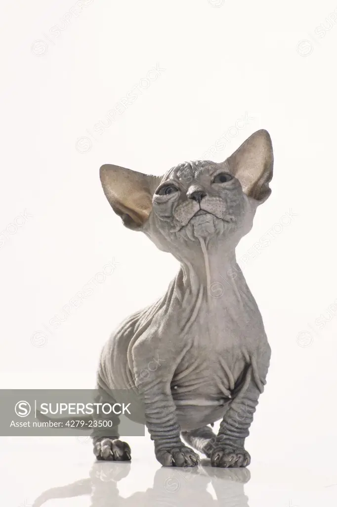 Sphynx cat - kitten standing - cut out