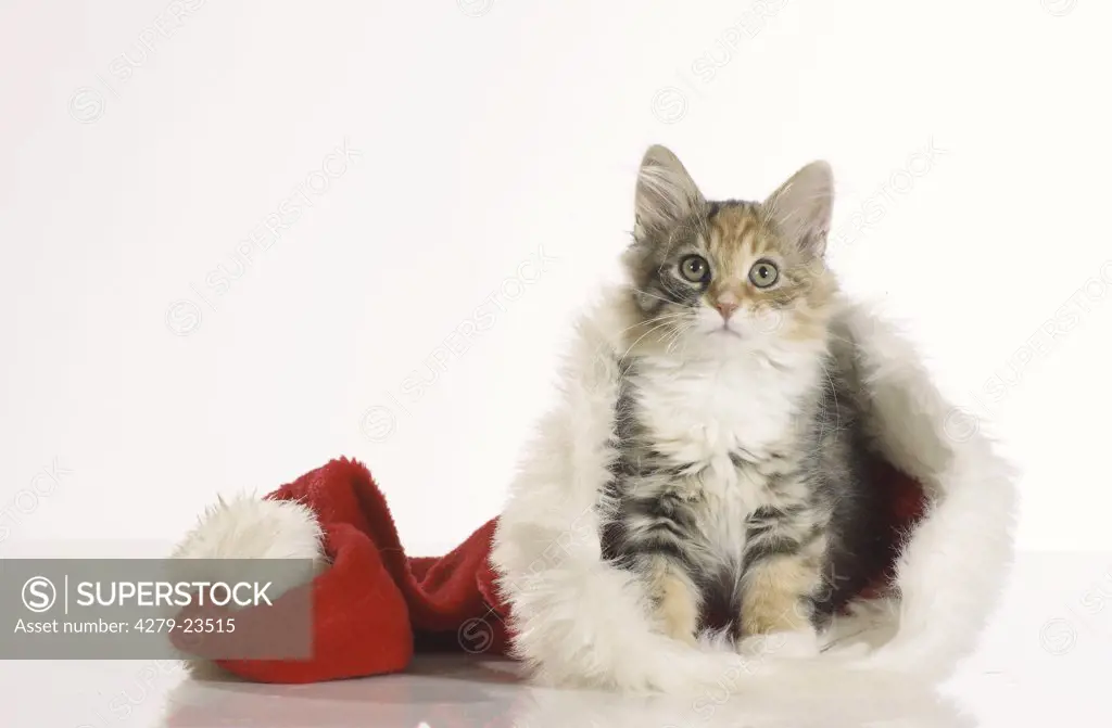 christmas: Siberian forest cat  - kitten in Santa Caus cap