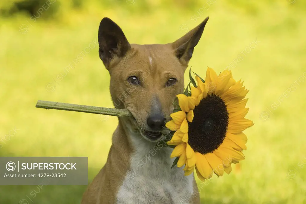Basenji with sunflower in muzzle
