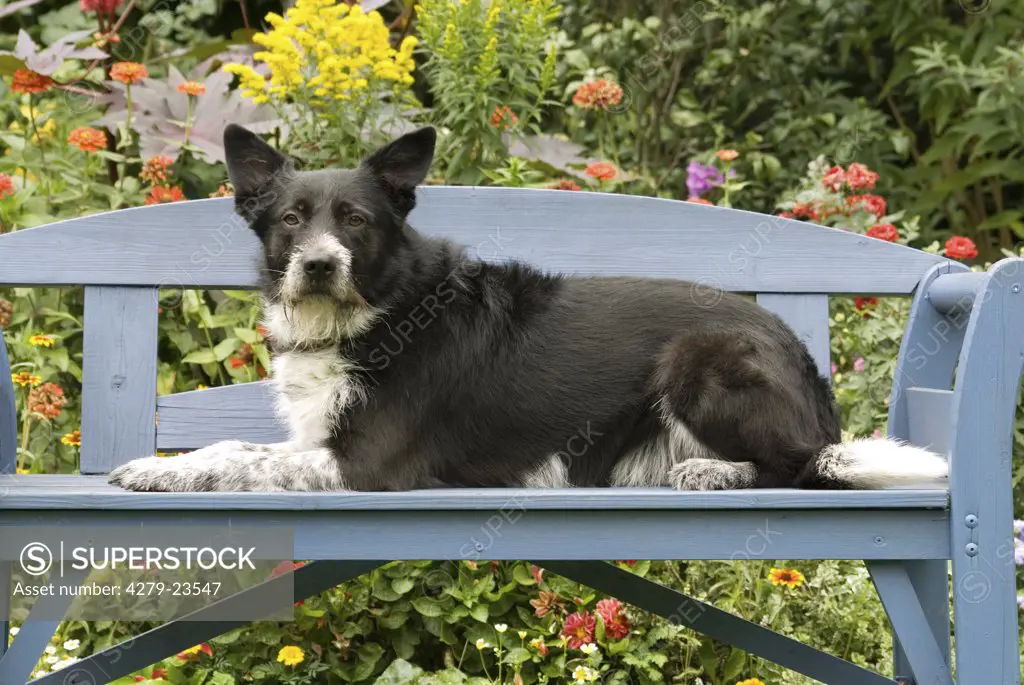 half breed dog - lying on bench