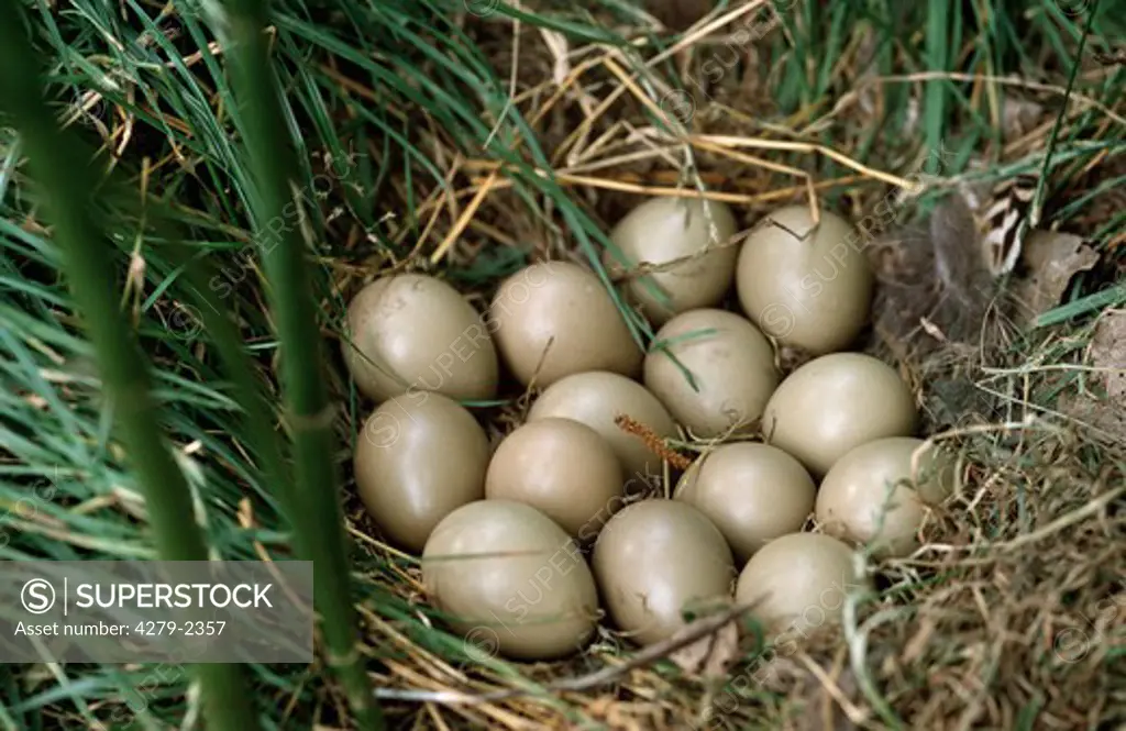 pheasent nest with eggs, Phasianus colchicus
