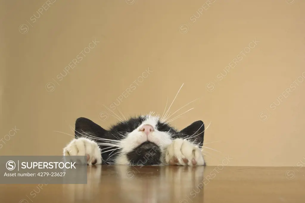 cat - head and paws on edge of table