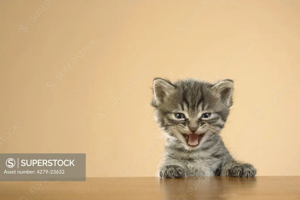 kitten - paws on edge of table