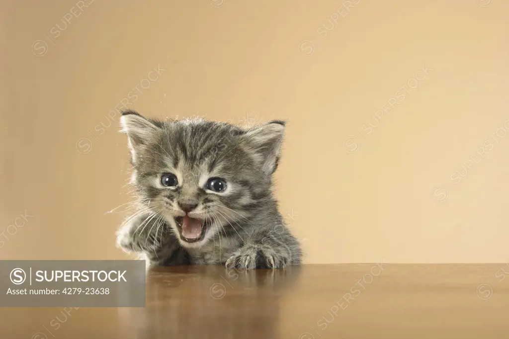 kitten - head and paws on edge of table