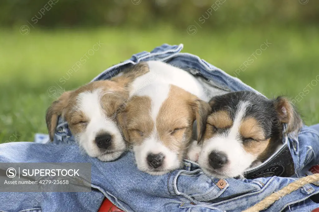 Jack Russell Terrier - three puppies sleeping in a jeans