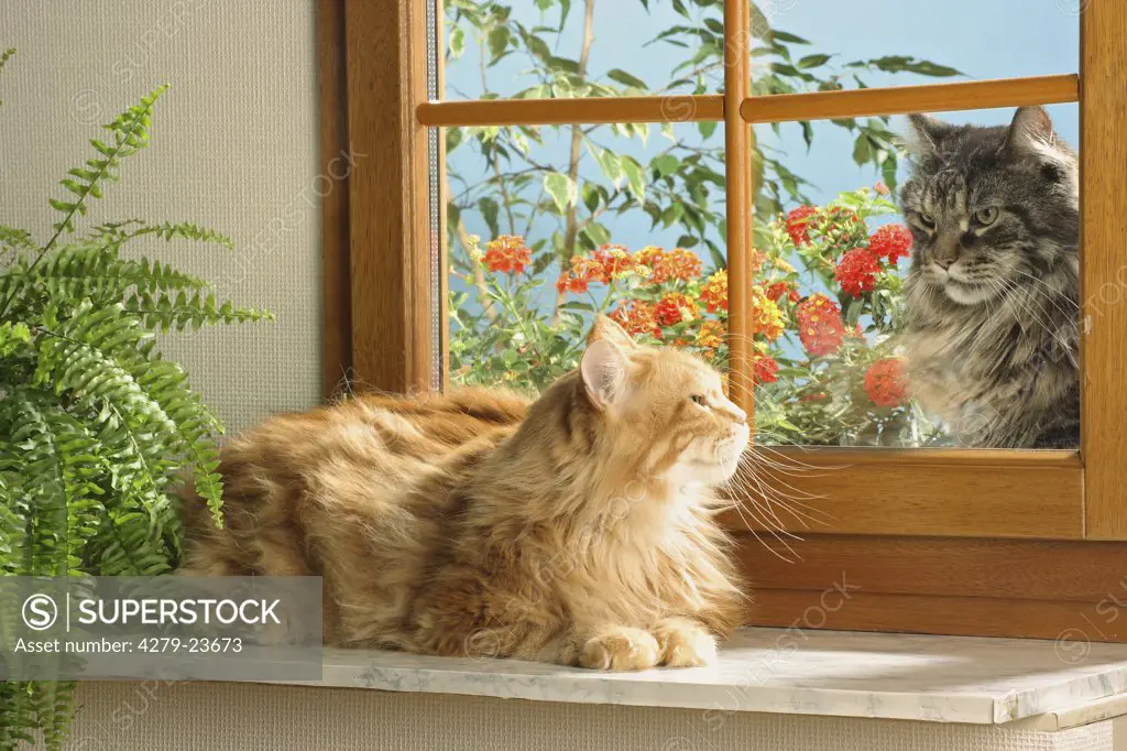 two Maine Coons at the window