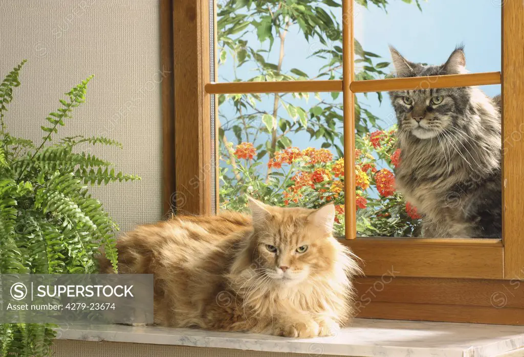 two Maine Coons at the window