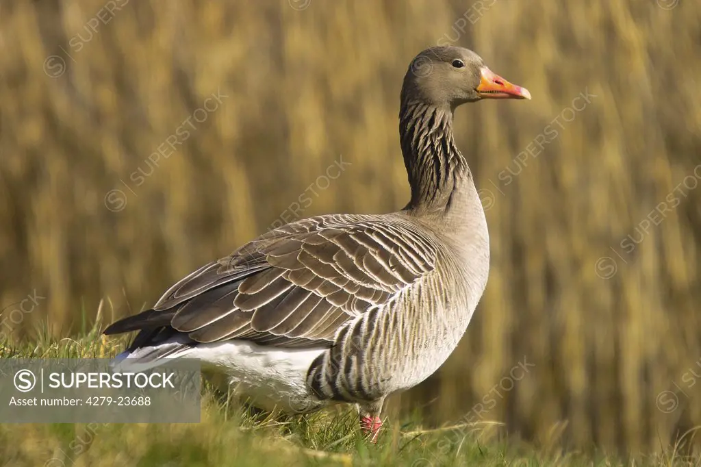 greylag goose - standing on meadow, Anser anser