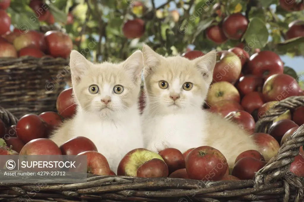 two British Shorthair kittens in basket between apples