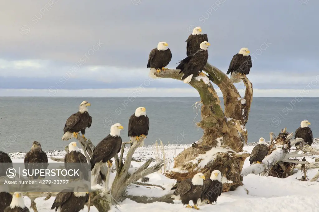 bald eagles - winter, Haliaeetus leucocephalus