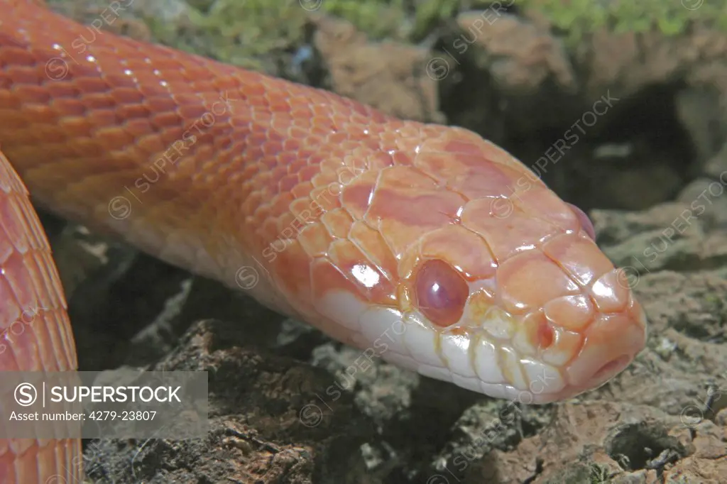 corn snake, Pantherophis guttatus