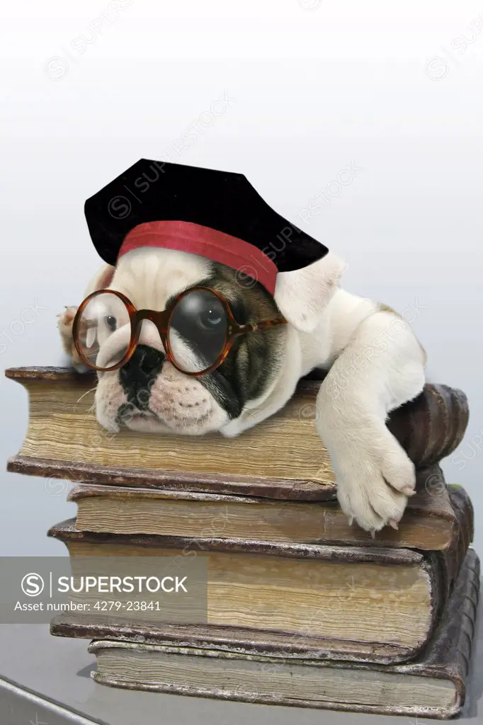 young English Bulldog with glasses and hat - lying on books