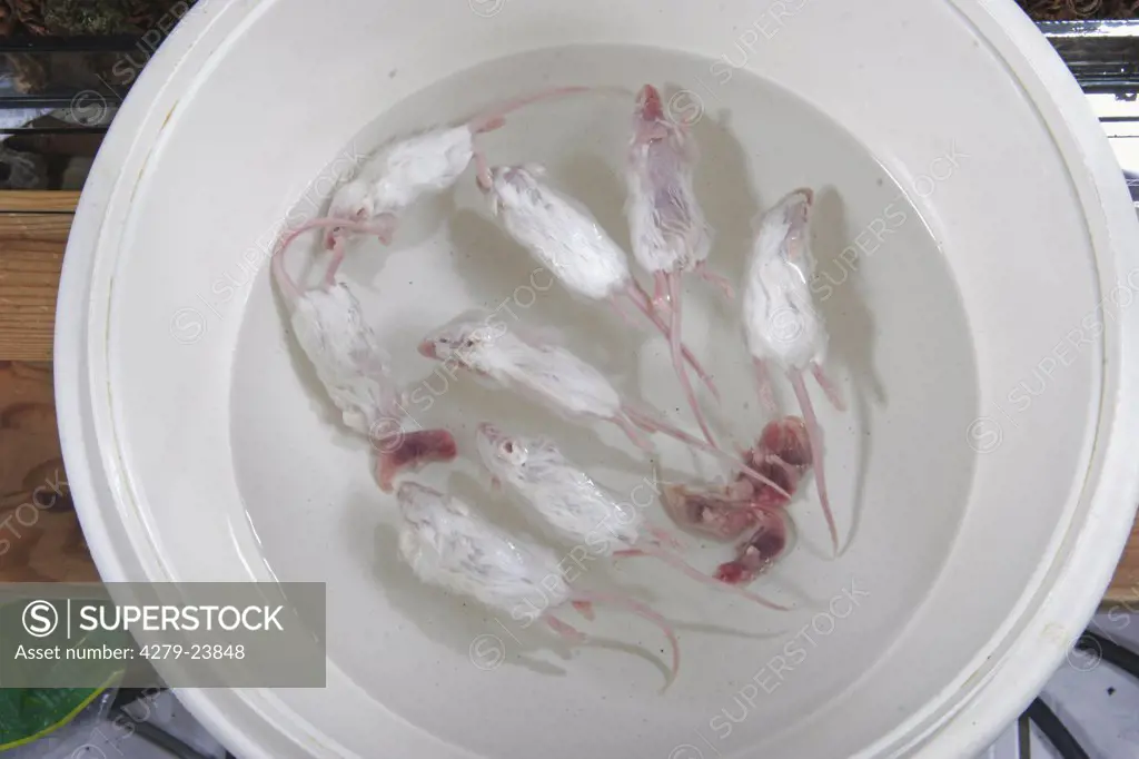 defrosting mice in water