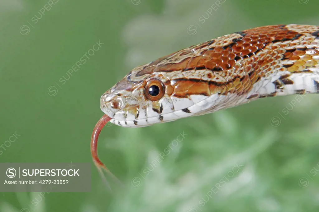 corn snake - portrait, Pantherophis guttatus