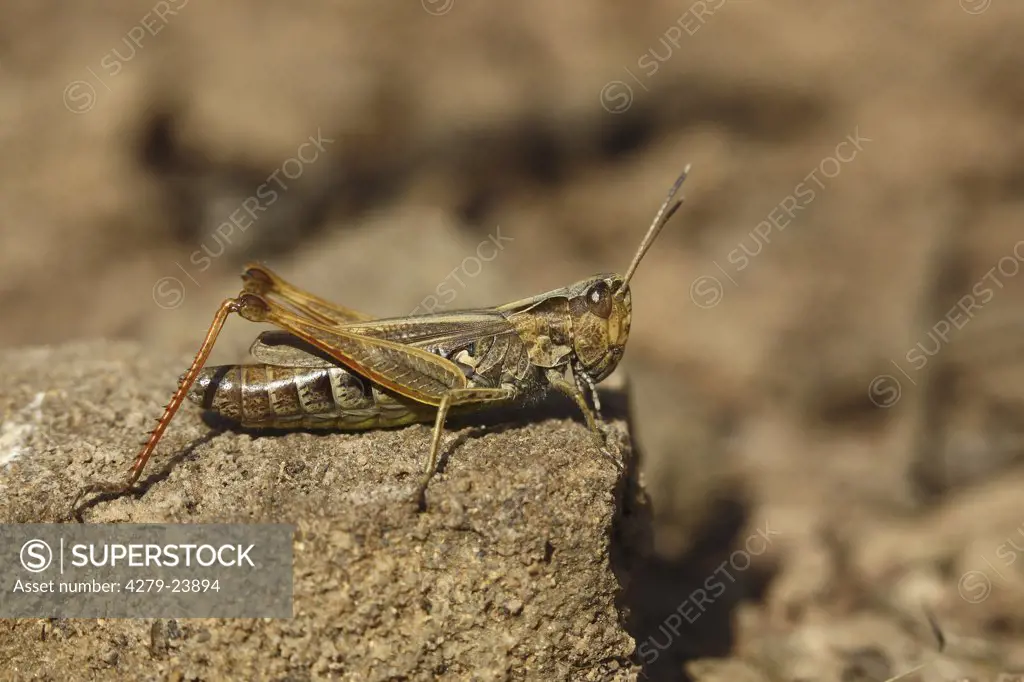 grasshopper, Acrididae