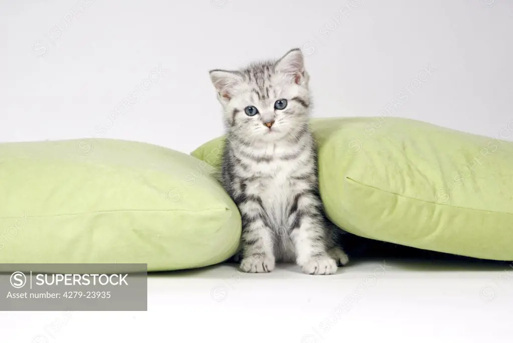 british shorthair - kitten between pillows