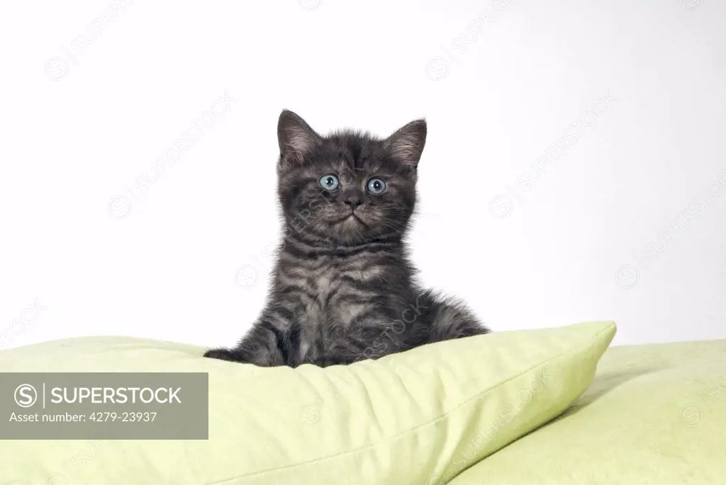 british shorthair - kitten between pillows
