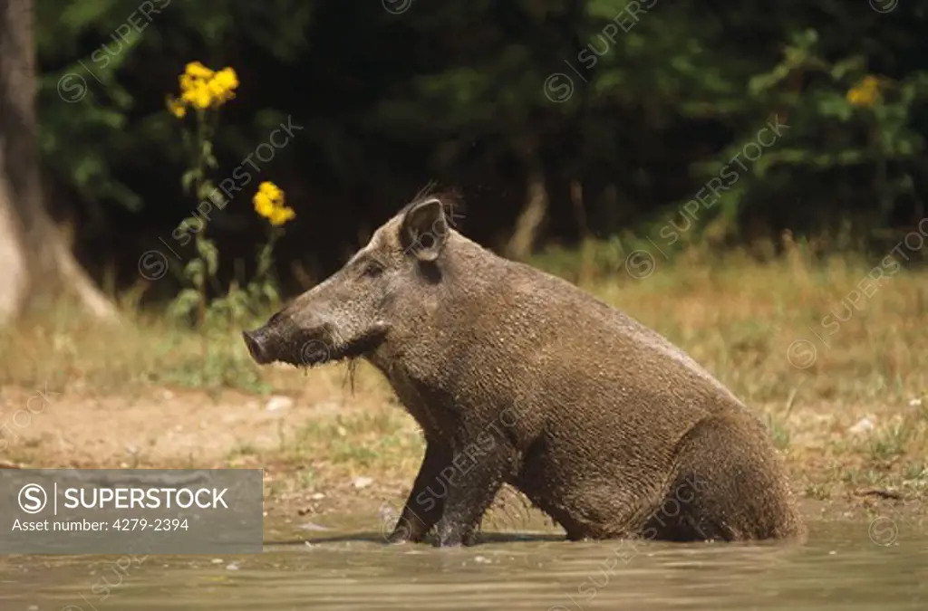 Sus scrofa, wild boar, pig